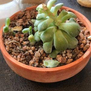 Meet your Posher, Betty